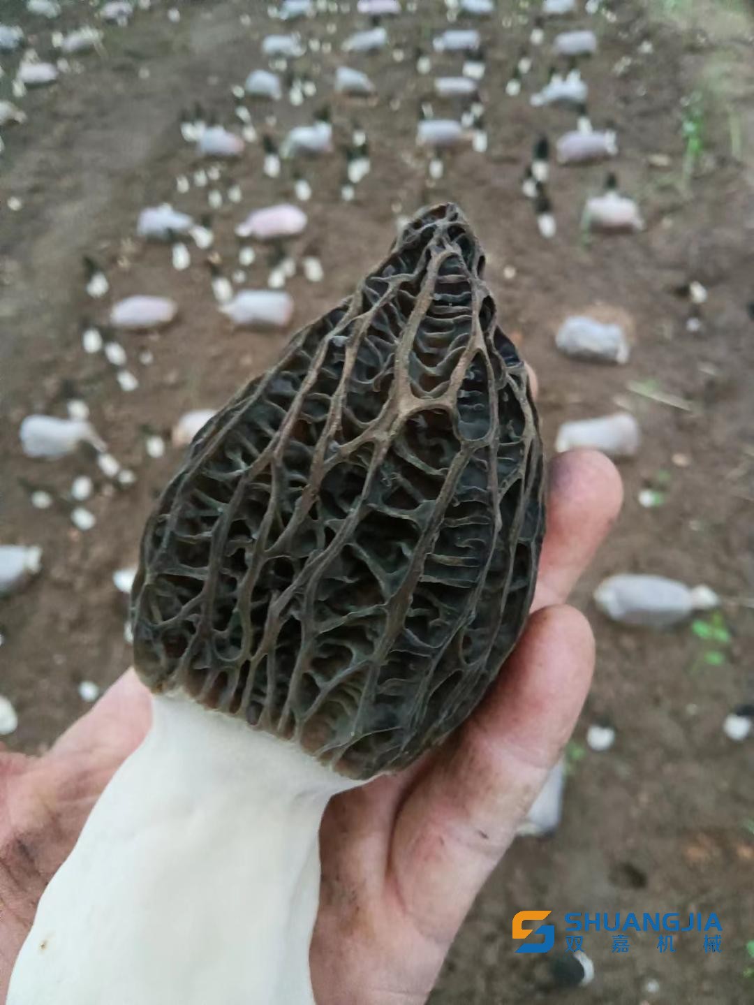 1652492652770655.jpg 15-58-03-91-283825.jpg